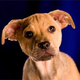 Image for article titled Animal Planet Will See Your "Football" And Raise You Puppies